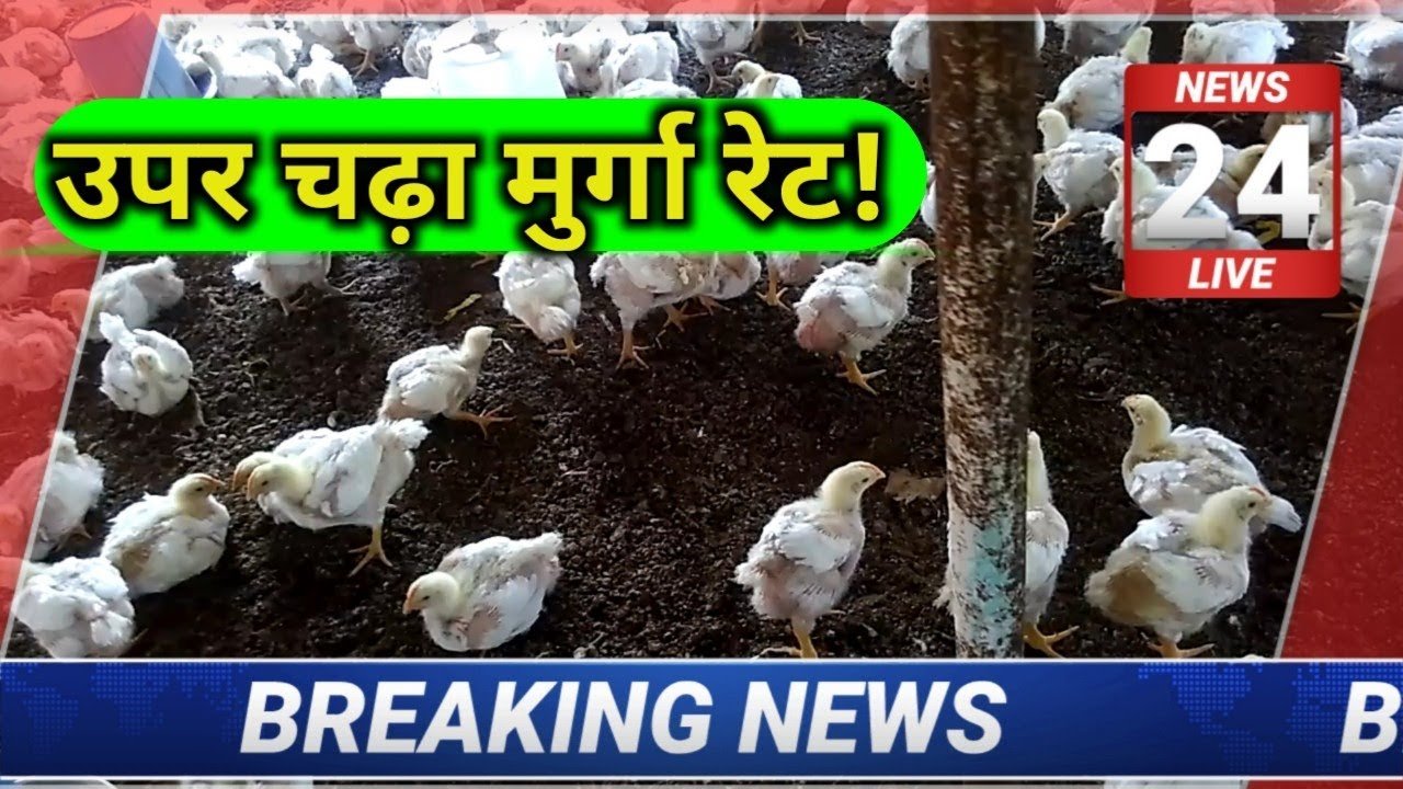 poultry rate today | chicken rates today | aaj ka thok murga mandi rates |
